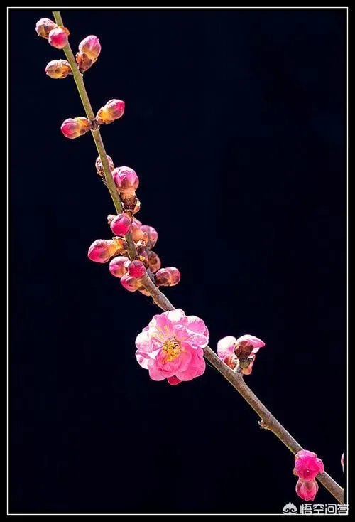 《一剪梅》歌曲的意思是什么？