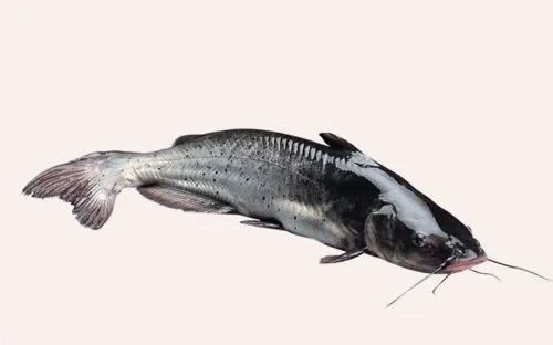 鮰鱼是什么鱼 鮰鱼的营养价值和美食做法