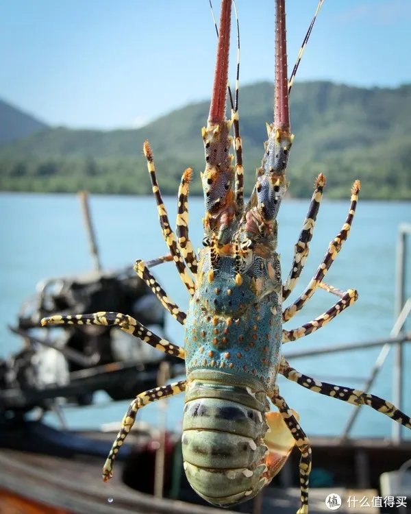 龙虾怎么做好吃