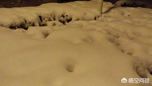 河南最近下雪了吗？