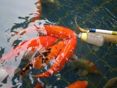 锦鲤鱼怎么养不容易死 养鱼的正确方法是怎样的