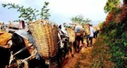 古代“茶马互市”是什么时候兴起的?茶马互换制度是怎么样的?