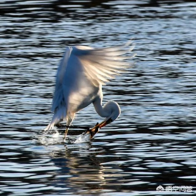 佳能100-400镜头适合拍什么?