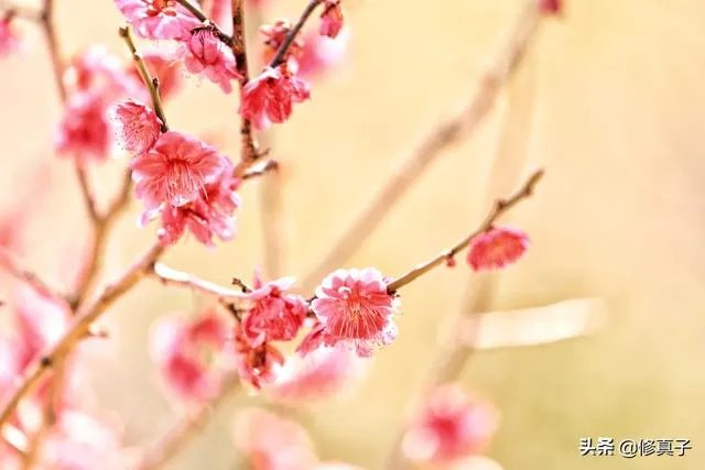 佳能100-400镜头适合拍什么?