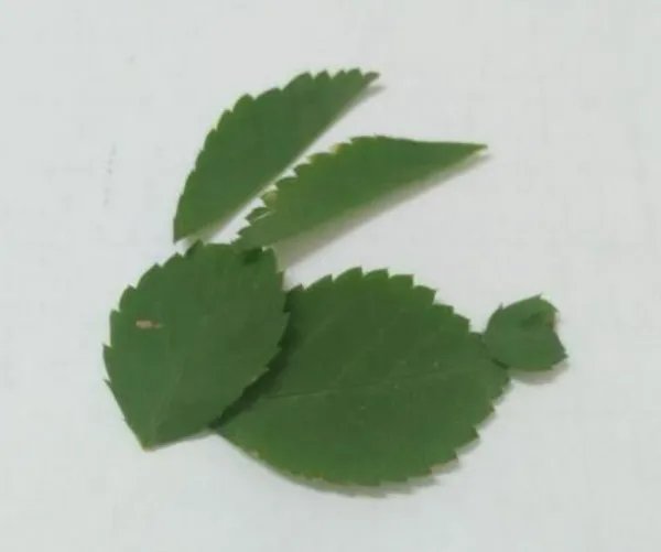 小兔子手工制作方法