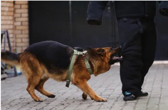 梦见狗咬到手是什么意思 梦见狗咬到手有什么预兆