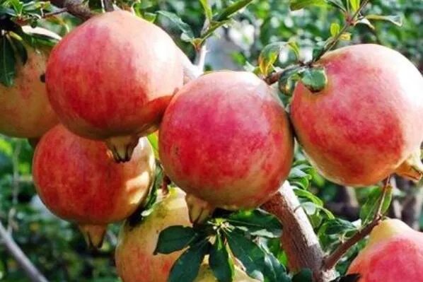 中国三大石榴之乡 云南蒙自上榜,第一唐代就开始种植