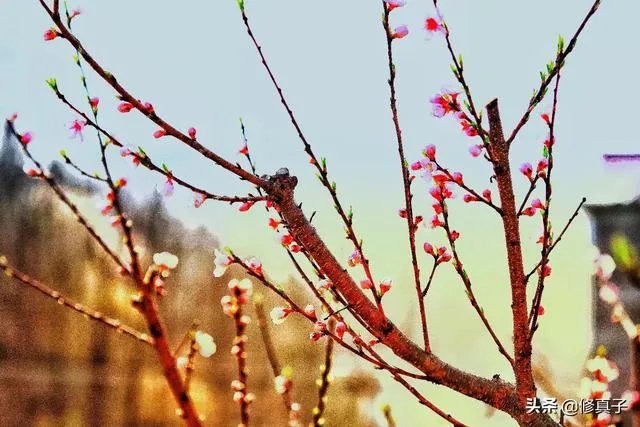 佳能100-400镜头适合拍什么?