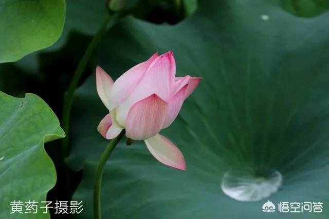 佳能100-400镜头适合拍什么?