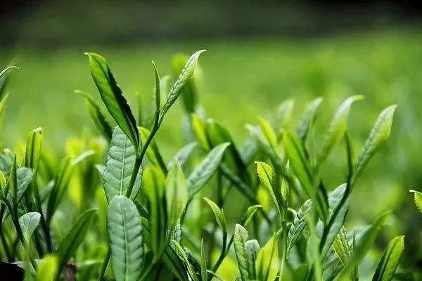 《二月二日》 白居易 诗意