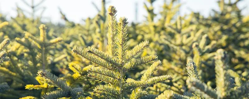 松树的作用是什么 松树的作用有哪些