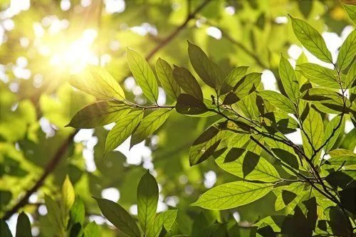 黑色素瘤早期症状有哪些