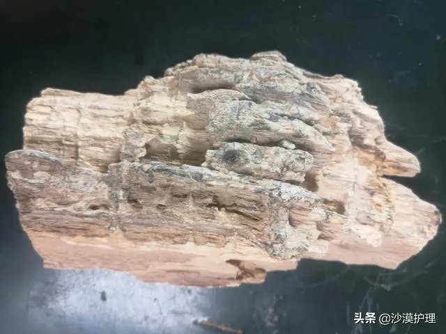 真正的树化石价格