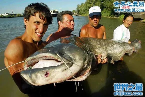 世界上最凶猛的鱼类,巨型水虎鱼(食人鱼)