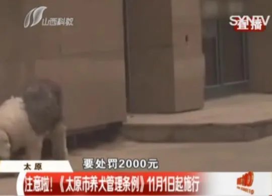 太原最严养狗令正式实施 最严养狗令到底有多严?