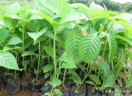 谁知道这个树的学名？广西岑溪市叫白兰木？