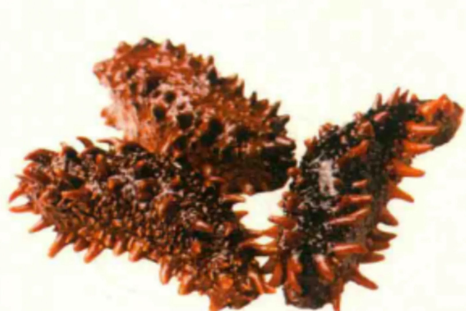 什么样的人不适合吃海参