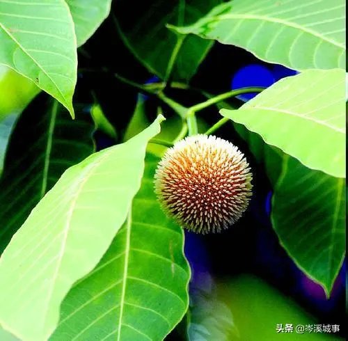 谁知道这个树的学名?广西岑溪市叫白兰木?