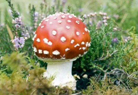 什么是迷幻蘑菇中的主要成分？