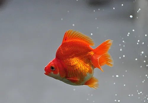 小金鱼怎么养 这三个准则不能忘