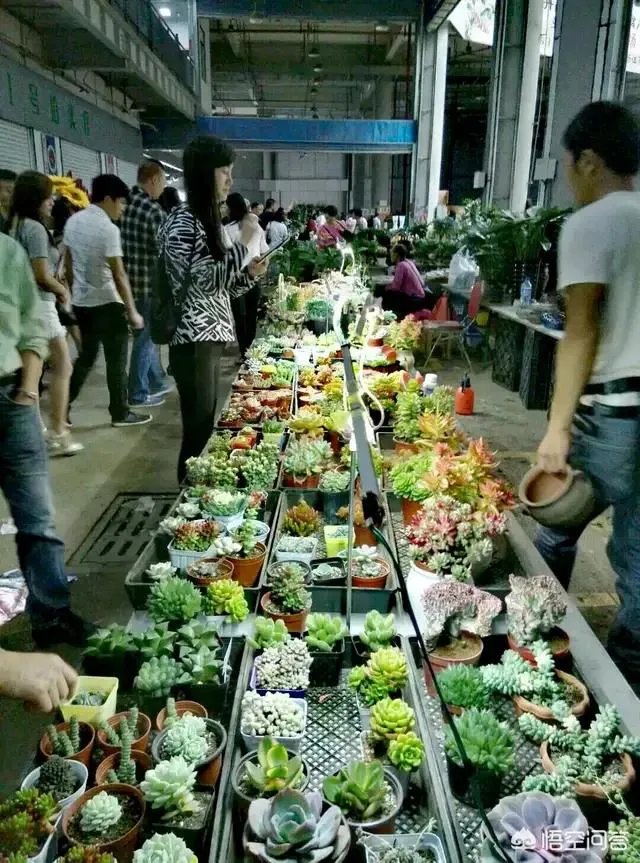 云南有哪些大的鲜花市场？