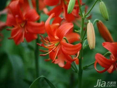 百合花象征什么 百合花的象征意义