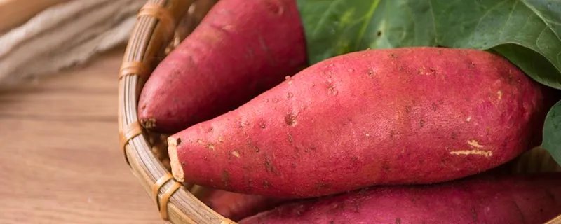 甘薯是什么 甘薯指的是什么