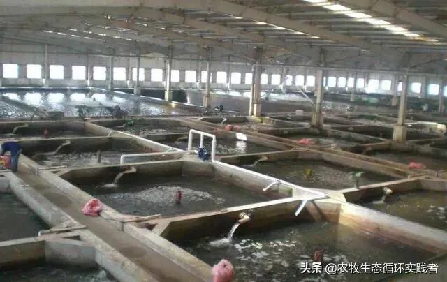 大棚养虾可靠吗？
