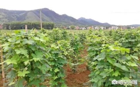 未来种中药材可以赚钱吗？