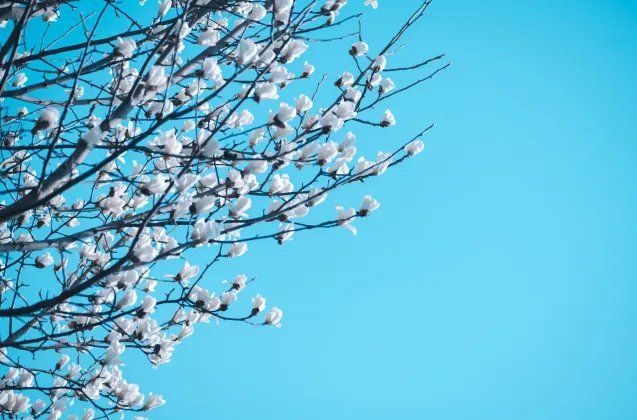 三月的别称 三月的其他叫法