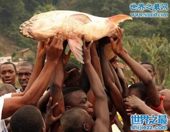 世界上最凶猛的鱼类,巨型水虎鱼(食人鱼)