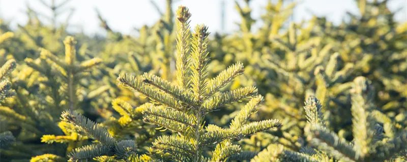 松树的种类 松树的种类有哪些