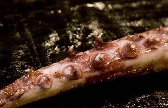 大王陆鱿的介绍