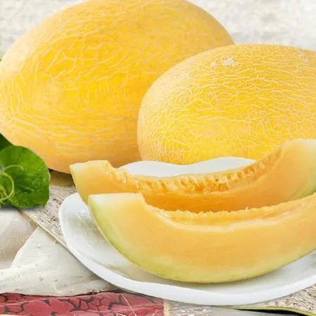 哈密瓜适合中国什么地方种植