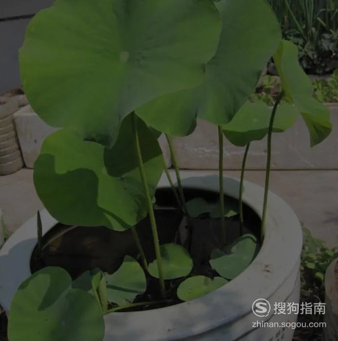 缸里种莲藕的方法图片