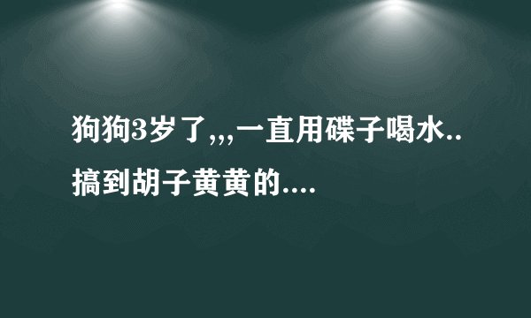 狗狗3岁了,,,一直用碟子喝水..搞到胡子黄黄的.. 现在想买个滚珠饮水器回来,,它会用么?