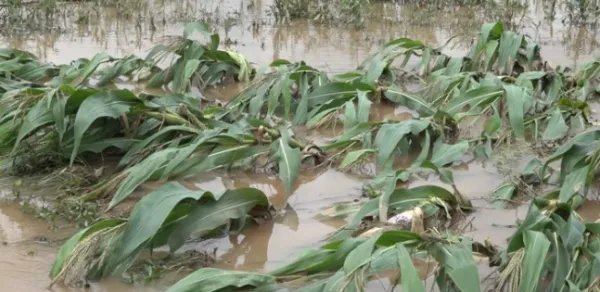 湖南永州洪水过境多地被淹，当地农作物情况如何？