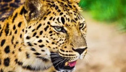 非洲豹：奔跑速度非常快，每小时能达70公里左右