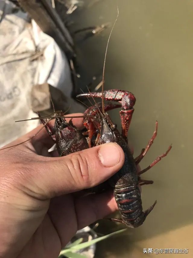 大棚养虾可靠吗？