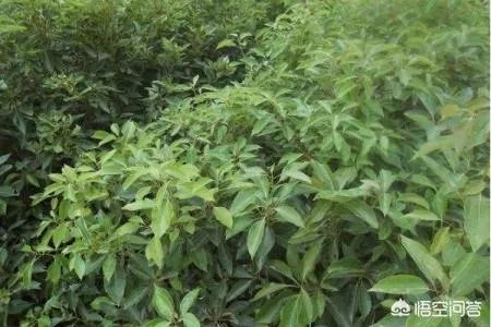 种一亩龙脑樟树三年后有多少利润？