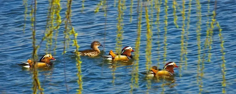 得成比目何辞死只羡鸳鸯不羡仙是什么意思