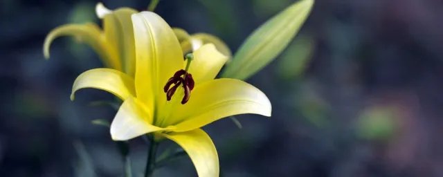 百合的花语是什么语