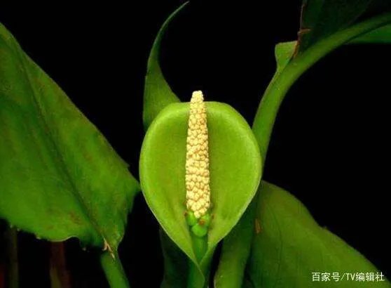 万年青开花吗？