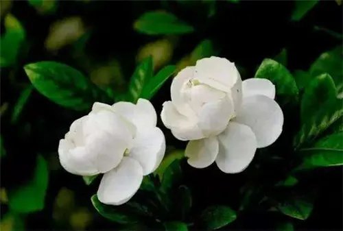 8月开什么花 8月常见的花卉有哪些