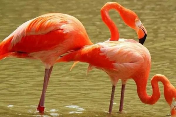 火烈鸟的英文名字是？