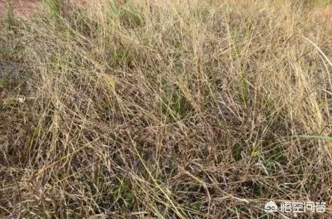 美国禁用草甘膦，大家怎么看待这个事情？