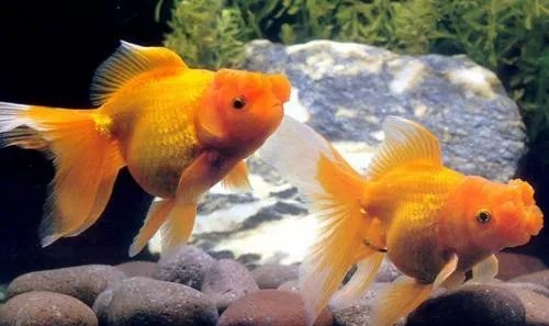 小金鱼怎么养 这三个准则不能忘