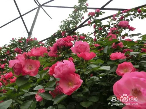 成都郫县玫瑰谷
