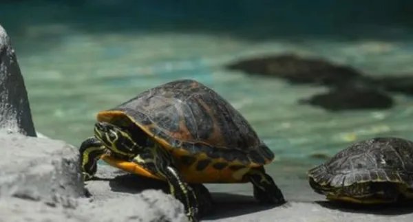 养龟为什么不可以养双？