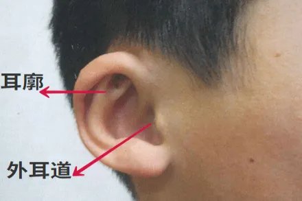 耳朵分布图解